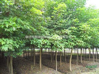 重陽木 價格、產地、圖片及綠化應用詳解