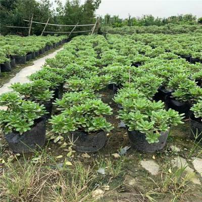 花葉海桐及其球型品種 庭院綠化與工程的優選苗木