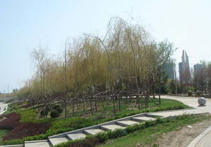遼陽太子河風(fēng)光帶綠化工程基本竣工