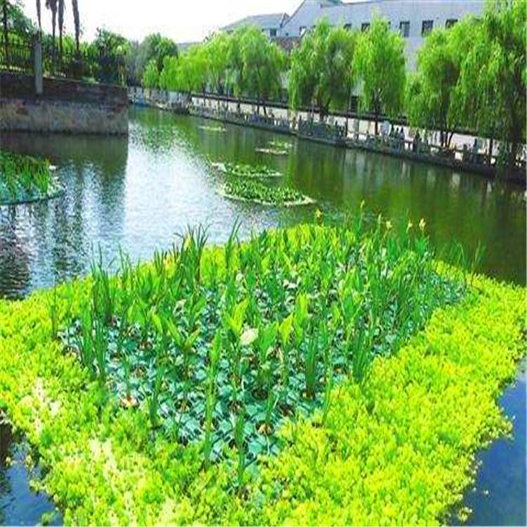 水生植物與生態(tài)浮島 打造可持續(xù)的河道景觀綠化工程