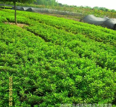優(yōu)化產(chǎn)品供應(yīng)，為綠化工程注入新活力