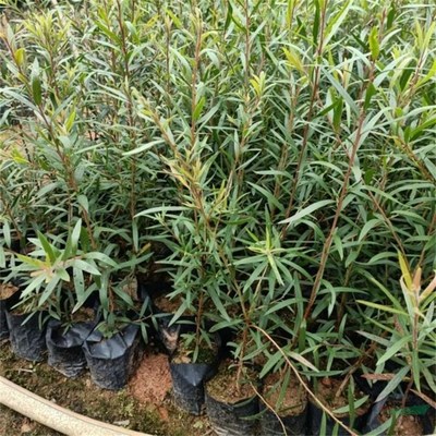 沭陽萬象花木種植專業(yè)合作社 匠心打造綠色生態(tài)，專業(yè)引領(lǐng)綠化工程新風(fēng)尚