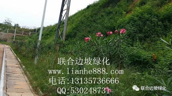 淺談邊坡綠化工程與自然環(huán)境的和諧共生