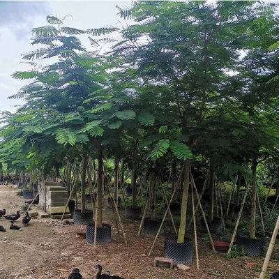 鳳凰木容器苗與紅花楹報(bào)價(jià) 全冠袋苗助力景觀工程訂單高效交付