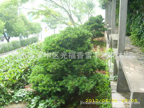 五針?biāo)膳杈懊缧星榕c銷售指南 優(yōu)質(zhì)綠化工程苗市場走勢分析|光福香雪宇林案例