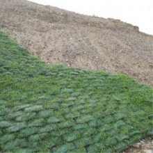 公路護坡新選擇 生態植草袋助力綠色工程